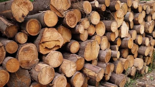 Freshly Cut Logs Pile in Forest