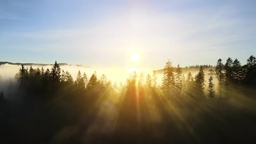 Amazing Nature Scenery Bright Sun Rays Shining Through Spruce Trees in Mountain Woods