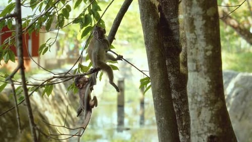 Monkeys Perched on Branch in Tropical Environment