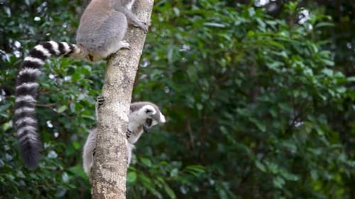 Ring-tailed Lemur Sticking Out Its Tongue in Andasibe Reserve, Madagascar.
