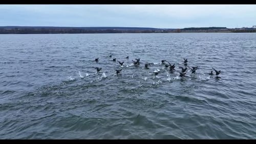 Group of black ducks gathered on the lake. Scared birds rise into air and fly few meters away.