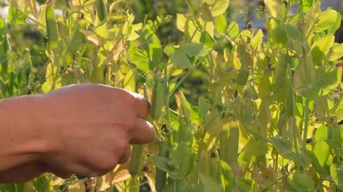 Hand of Farmer Man Picking an Ripe Green Fresh Peas Crop Pea Pods Vegetables Pea Plants in Garden