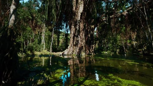 Quiet Swamp Scene with Mirrorlike Water and Verdant Greenery for Meditation