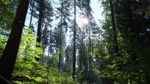 Dichter Kiefernwald, bewegliche Kamera zwischen Bäumen, wunderschöner wilder Wald