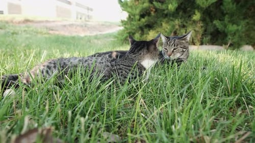 Close up of Couple of Grey Shorthaired Stray Cats Lying on green grass at public park.