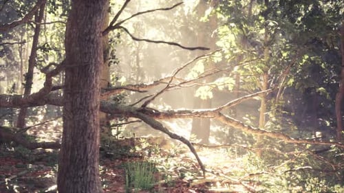 Luz solar filtrada pelas árvores em um ambiente de floresta tranquila ao amanhecer