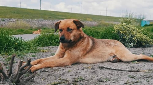 Homeless Cute Dog Lying on the Ground in Springtime CloseUp