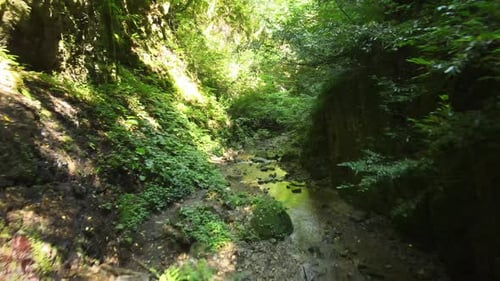 nature forest landscape