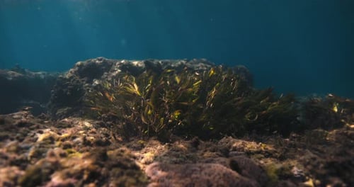 Seaweed Underwater with Sun Rays in Transparent Shallow Ocean Aquatic Plant in Sea