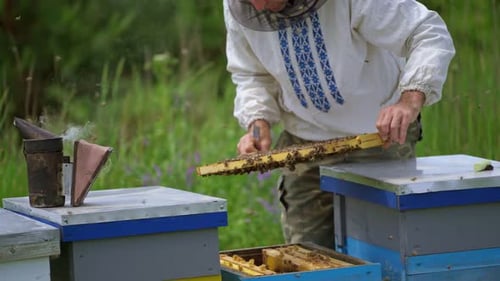 Beekeeper works in apiary. Beekeeper inspects the frame with bees