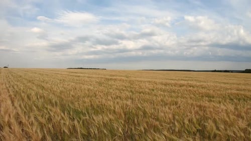 Dolly Shot to Scenic View on Wide Field with Golden Wheat Stalks Swaying in Wind