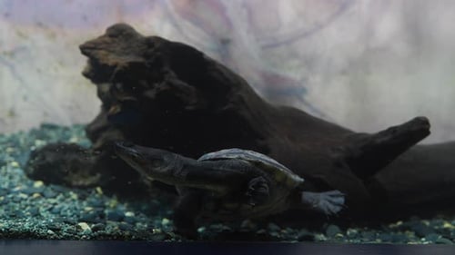 Snake-necked Turtle close-up swimming underwater