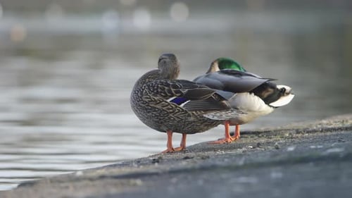 Ducks Preening by a Tranquil Pond