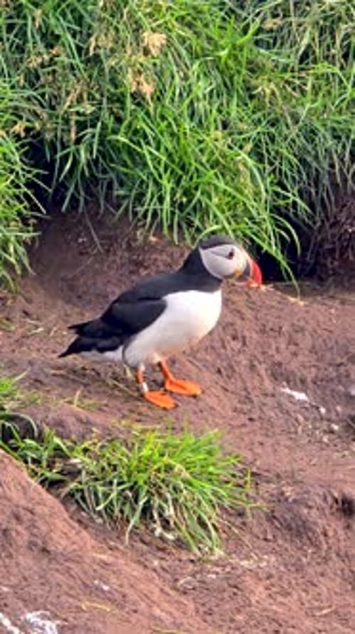 Macareux coloré explorant les côtes rocheuses de l'Islande pendant l'heure dorée