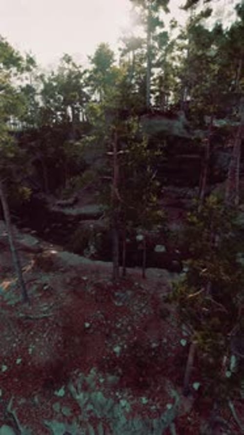 Dense Forest With Trees and Rocks