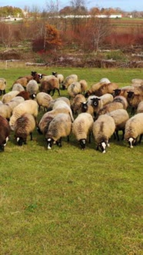 Grazing sheep. Herd of farm animals feeding on a meadow on nature background.