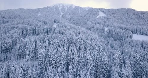 Vast mountain forest in winter, forest trees in snow, wintry scenic aerial