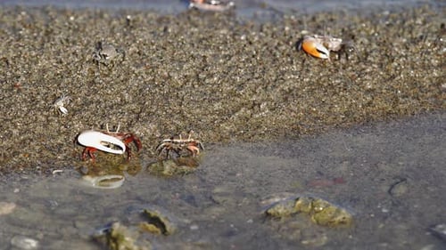 Fiddler Crabs Foraging on Sandy Beach Shoreline