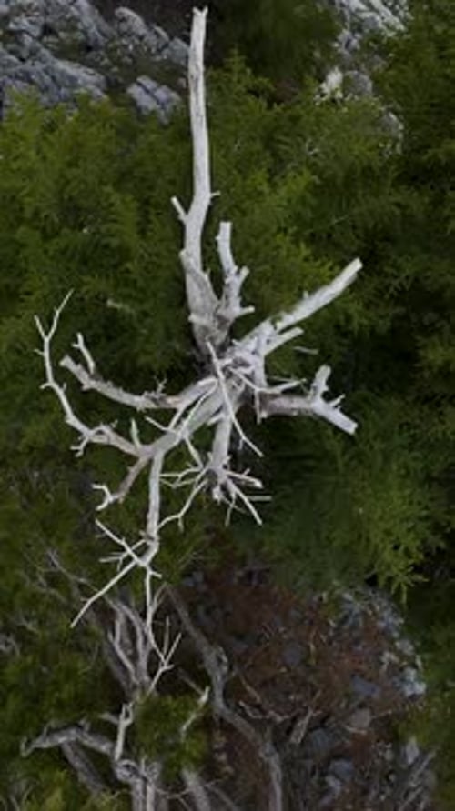 Vertical Video Aerial View of Enigmatic Mountain Forest Unveiling the Secrets of Nature's Canvas