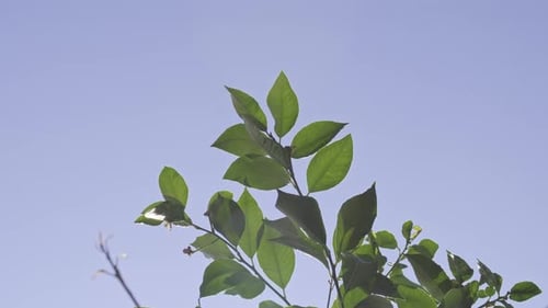 leaves on a tree in front of a blue sky in a sunny autumn weather, dry leaves, green leaves