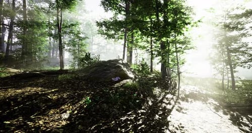 Sunlight Brightens a Serene Forest Path and Stone