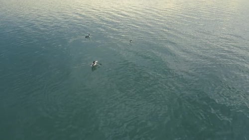 Entenschwarm schwimmt auf dem See