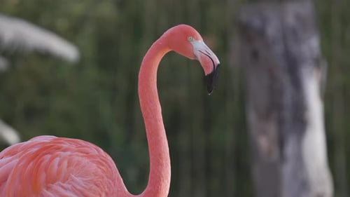 Pink Flamingos Close Up