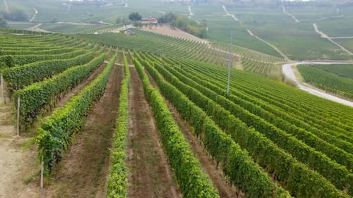Luftaufnahme von Reihen von Weinbergen, landwirtschaftlichen Feldern in Langhe, Piemont