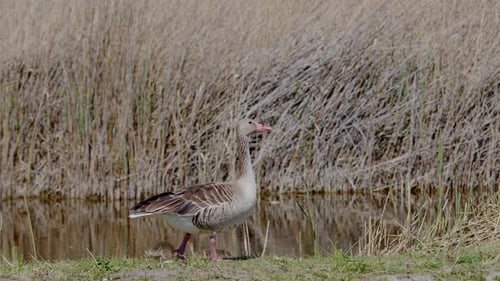 Close up of Greylag Goose standing and watching its family and the surroundings. (4K Resolution)