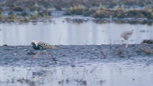 Ruff birds