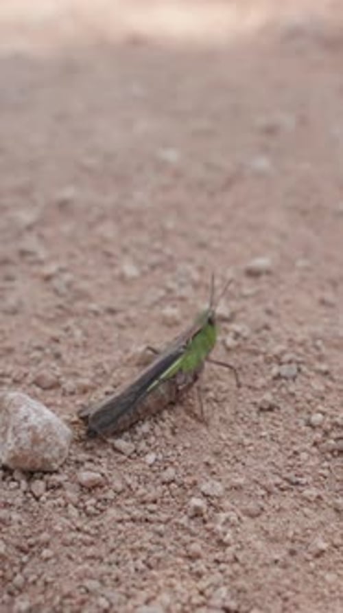 Vertical video. A grasshopper leaps away from the camera as it gets too close. Slow motion, macro.