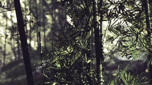 Serene Bamboo Forest with Gentle Sunlight and Moving Leaves