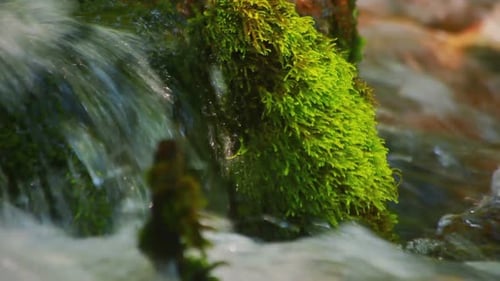 Stone with Green Moss Lies in a Mountain River Background