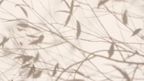 Transparent Soft Light and Shadows From Branches Plant Foliage and Leaves Sun and Shadows Gray