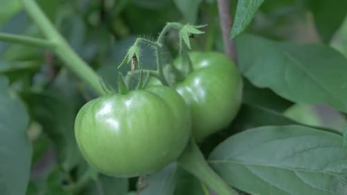 Group of Green Tomatoes
