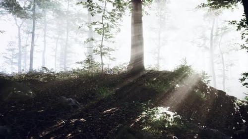 Rising Sun Falls Into the Deciduous Forest on a Foggy Summer Morning