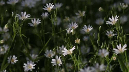 Schöne weiße Blüten werden von der Sonne beleuchtet. Viel grünes Gras und Blätter. Wunderschöner Frühling