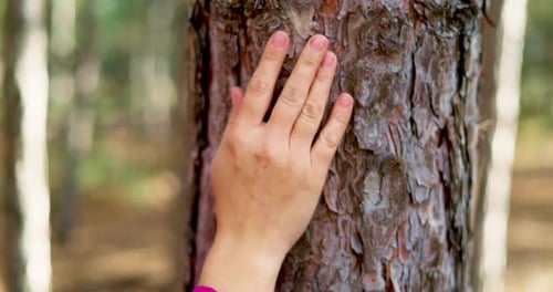 A Woman's Hand Touches and Strokes the Bark of a Pine Tree in the Forest