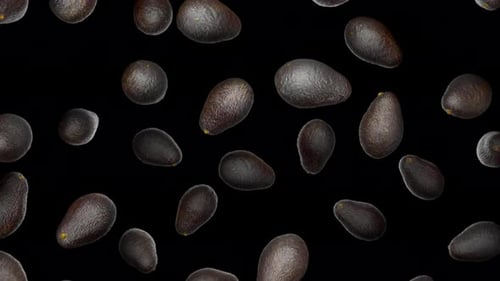 Aguacates de piel oscura que caen sin cesar en Alpha