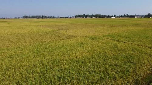 A low level aerial flight over the beautiful rice paddies ready for harvest.