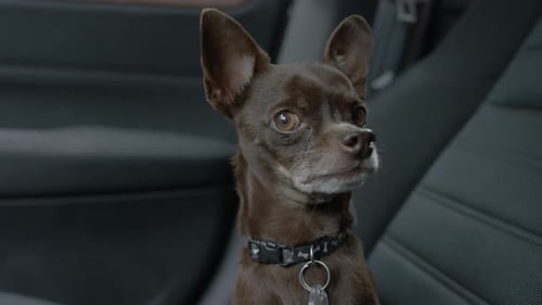 Chihuahua Sits Attentively in Car Seat