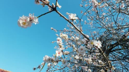 Baum voller weißer Blumen