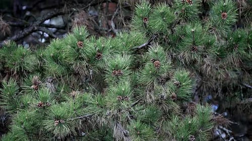 Kiefernzweige wiegen sich im Wind im Nadelwald in Europa