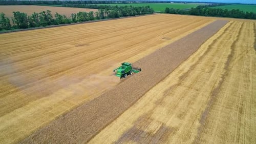 Aerial View of Farm Machine Harvesting Ripe Crops in the Golden Field in Gathering Season