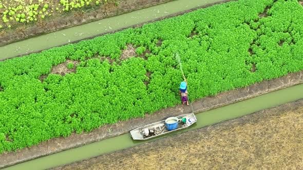 The worker sprays insecticide across the vibrant crops., Industrial ...