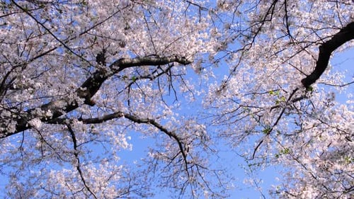 Zweige von Mandel-Sakura-Blüten mit blauem Himmelshintergrund an einem sonnigen Tag.
