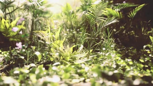 Lush Green Forest Floor with Sun Rays