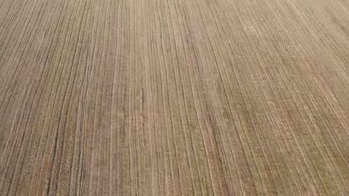Explore an Expansive Farm Field Captured From Above During the Late Afternoon