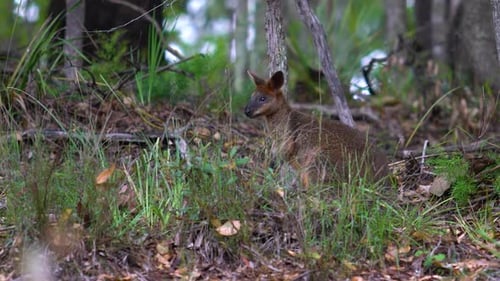 Sumpfwallaby kaut und sucht im Busch nach Nahrung, Australien