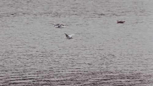 Seagull Flying Over Sea Surface with Ripples and Reflections. Beauty in Nature